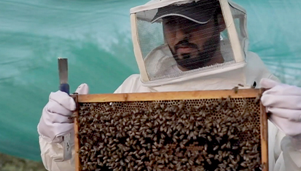 History and Methods of Traditional Beekeeping in the Emirate of Abu Dhabi