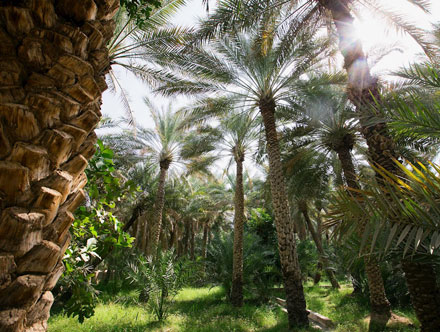 Al Ain Oasis -Episode 1